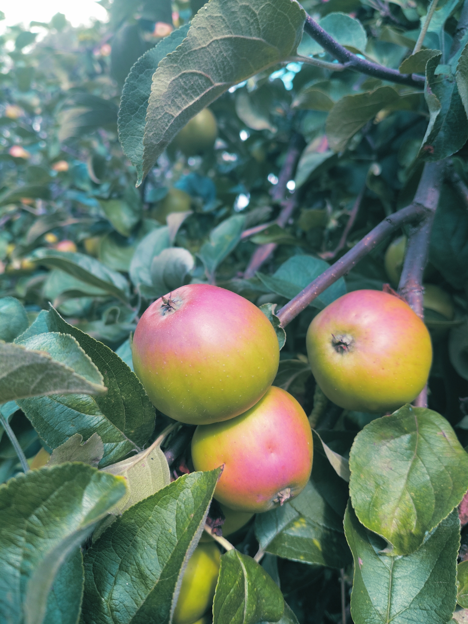 Blushing fruit 