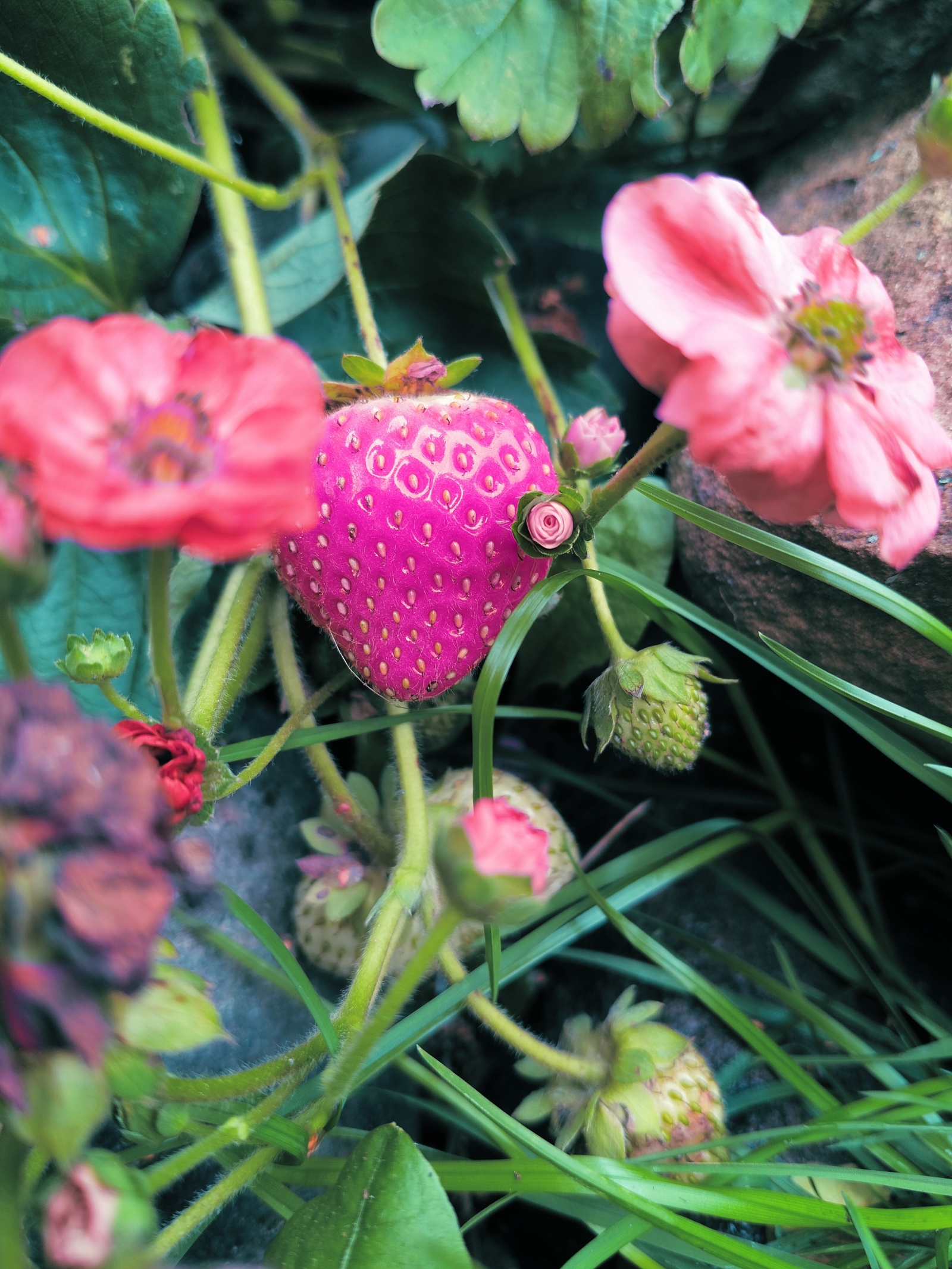 Wild strawberry 