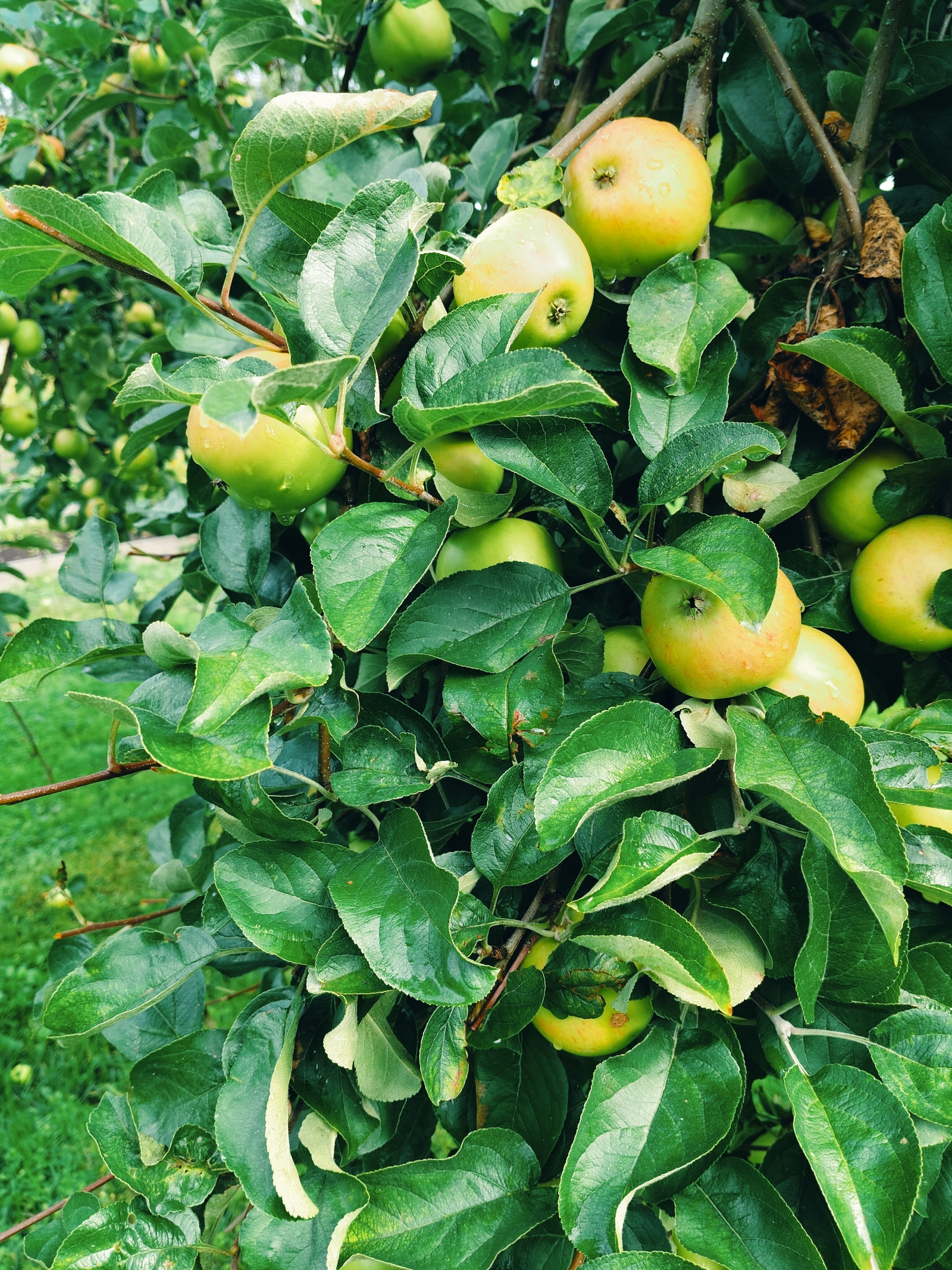 Golden Harvest 