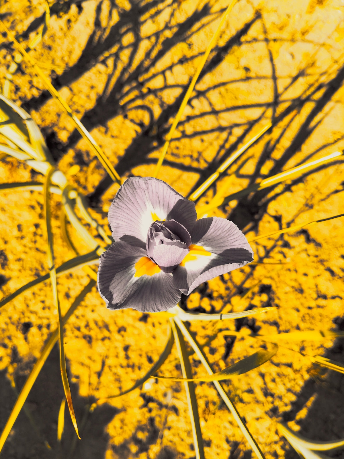 Iris in Gold 