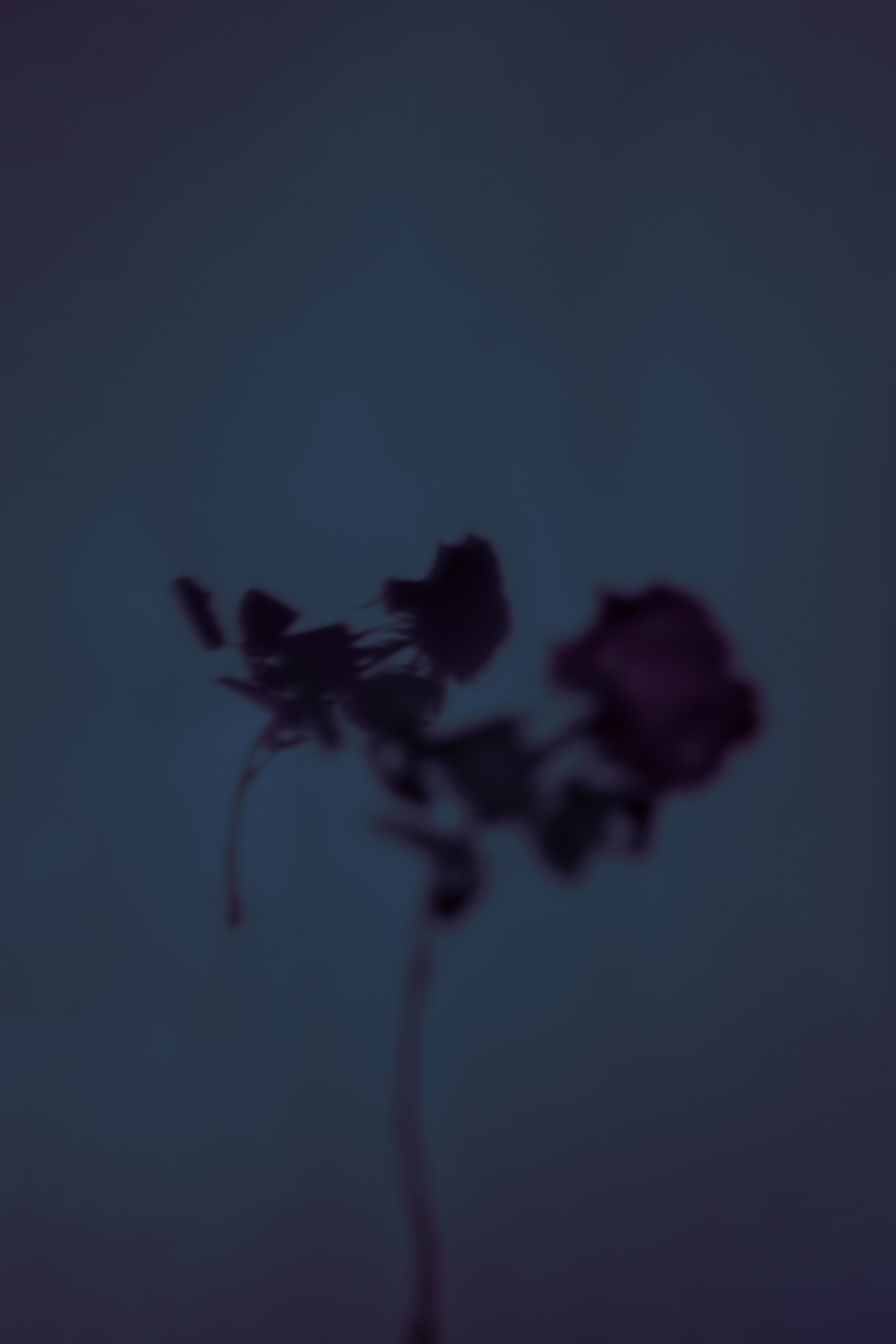 BLOOM