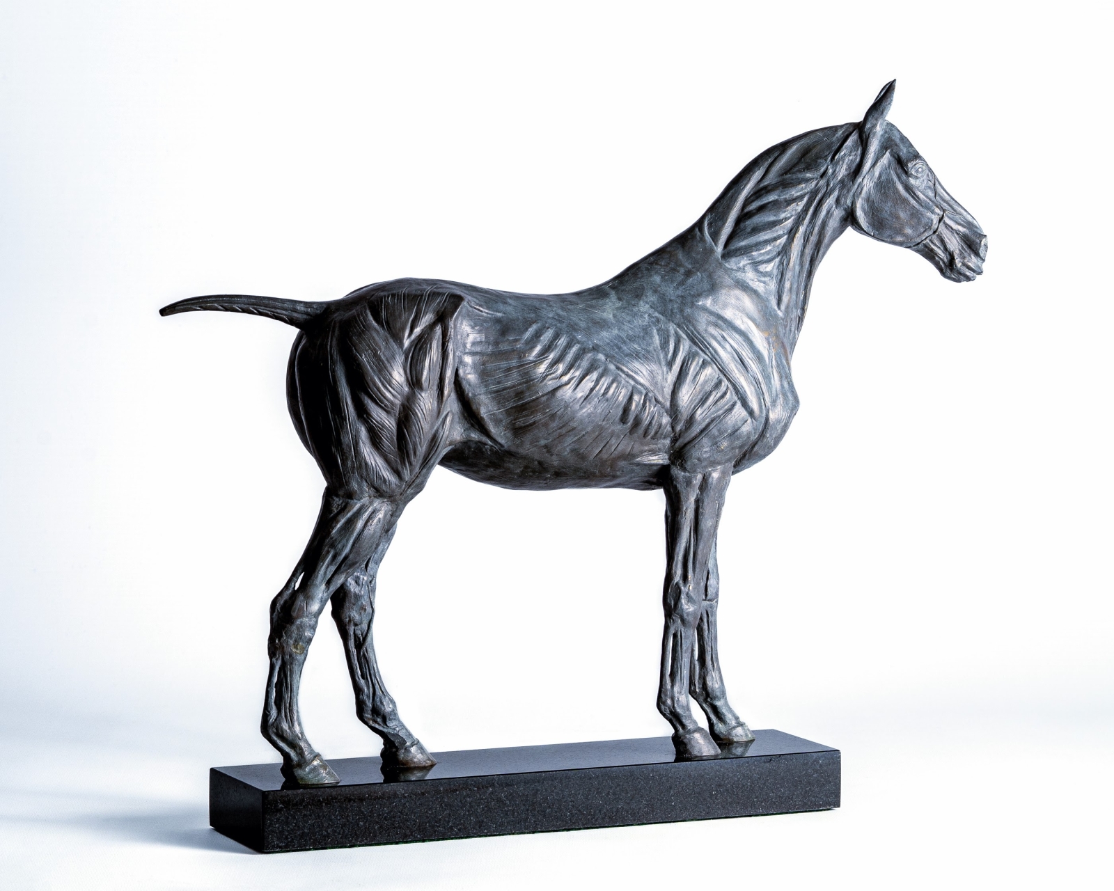 Anatomical study of the horse 