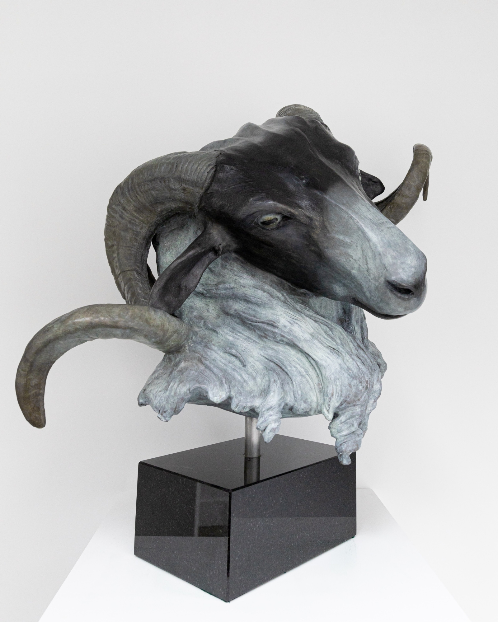 Scottish Blackface Ram 